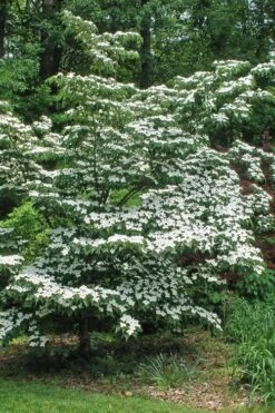 White Kousa Chinese Dogwood - Cornus Kousa - 5 Gallon Pot (5-6') -Flora Bloom Shop Dogwood Chinese White 12 2