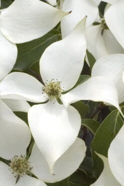 White Kousa Chinese Dogwood - Cornus Kousa - 5 Gallon Pot (5-6') -Flora Bloom Shop Dogwood Chinese White 15 3