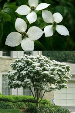 White Kousa Chinese Dogwood - Cornus Kousa - 5 Gallon Pot (5-6') -Flora Bloom Shop Dogwood Chinese White 2 500x750 3