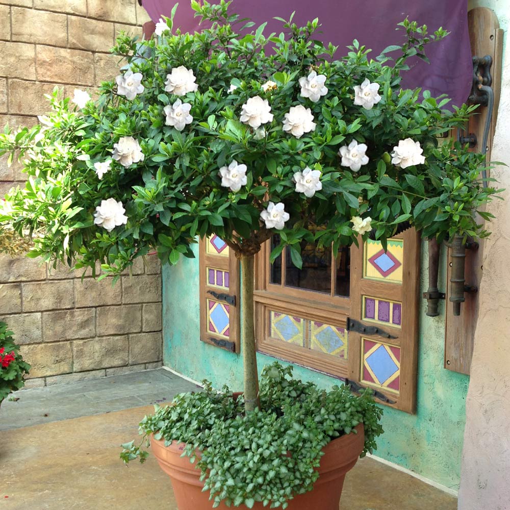 Flora Bloom Shop -Flora Bloom Shop Double Blooming Gardenia Tree 2 BB