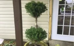 Poodle Tier Dwarf Alberta Spruce 3 Ball Topiary (3-Ball) - 3 Gallon Pot -Flora Bloom Shop Dwarf Alberta Spruce Poodle Tier 1