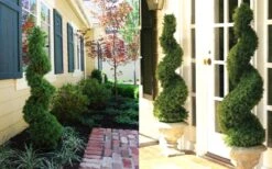 Spiral Dwarf Alberta Spruce Topiary - 3 Gallon Pot -Flora Bloom Shop Dwarf Alberta Spruce Spiral 1