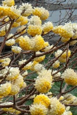 Winter Gold Edgeworthia Chrysantha - Paper Bush - 5 Gallon Pot -Flora Bloom Shop Edgeworthia 4 500x700 1