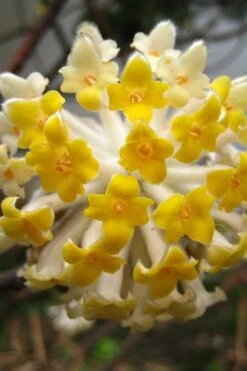 Winter Gold Edgeworthia Chrysantha - Paper Bush - 5 Gallon Pot
