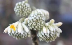 Winter Gold Edgeworthia Chrysantha - Paper Bush - 5 Gallon Pot -Flora Bloom Shop Edgeworthia Flower Buds