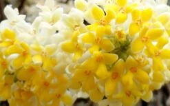 Winter Gold Edgeworthia Chrysantha - Paper Bush - 5 Gallon Pot -Flora Bloom Shop Edgeworthia Flower Closeup