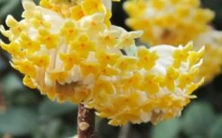 Winter Gold Edgeworthia Chrysantha - Paper Bush - 5 Gallon Pot -Flora Bloom Shop Edgeworthia Paper Bush