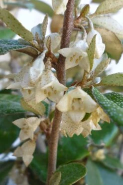 Glen St. Mary Silverberry (Elaeagnus Pungens) - 7 Gallon Pot 9 Glen St. Mary Silverberry (Elaeagnus Pungens) - 7 Gallon Pot -Flora Bloom Shop Elaeagnus Glen St Mary Flowers