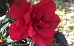 Autumn Fire Encore Azalea - 1 Gallon Pot -Flora Bloom Shop Encore Azalea Autumn Fire WB