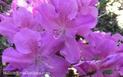 Autumn Lilac Encore Azalea - 1 Gallon Pot -Flora Bloom Shop Encore Azalea Autumn Lilac 7