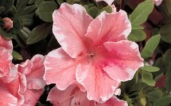 Autumn Sunburst Encore Azalea - 6 Pack Of 1 Gallon Pots -Flora Bloom Shop Encore Azalea Autumn Sunburst 5