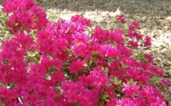 Autumn Sundance Encore Azalea - 1 Gallon Pot -Flora Bloom Shop Encore Azalea Autumn Sundance 50