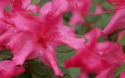 Autumn Sundance Encore Azalea - 1 Gallon Pot -Flora Bloom Shop Encore Azalea Autumn Sundance 51