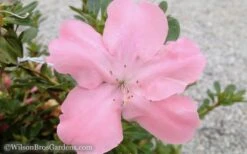 Autumn Debutante Encore Azalea - 1 Gallon -Flora Bloom Shop Encore Azalea Debutante 3 50