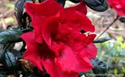 Autumn Fire Encore Azalea - 1 Gallon Pot -Flora Bloom Shop Encore Azalea Fire