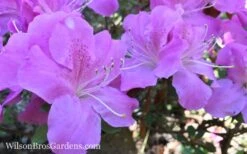 Autumn Lilac Encore Azalea - 1 Gallon Pot -Flora Bloom Shop Encore Azalea Lilac 8