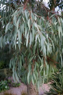 Angus Cold Hardy Eucalyptus Tree (Eucalyptus Nicholii) - 3 Gallon Pot 15 Angus Cold Hardy Eucalyptus Tree (Eucalyptus Nicholii) - 3 Gallon Pot -Flora Bloom Shop Eucalyptus Angus 15 5