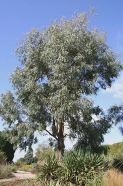 Angus Cold Hardy Eucalyptus Tree (Eucalyptus Nicholii) - 6 Pack Of 1 Gallon Pots 14 Angus Cold Hardy Eucalyptus Tree (Eucalyptus Nicholii) - 6 Pack Of 1 Gallon Pots -Flora Bloom Shop Eucalyptus Angus 16 6