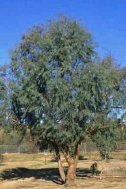 Angus Cold Hardy Eucalyptus Tree (Eucalyptus Nicholii) - 3 Quart Pot 11 Angus Cold Hardy Eucalyptus Tree (Eucalyptus Nicholii) - 3 Quart Pot -Flora Bloom Shop Eucalyptus Angus 17 2