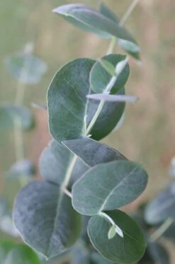 Big O Cold Hardy Eucalyptus Tree (Eucalyptus Neglecta) - 3 Gallon Pot 15 Big O Cold Hardy Eucalyptus Tree (Eucalyptus Neglecta) - 3 Gallon Pot -Flora Bloom Shop Eucalyptus Big O 3 500x750 8