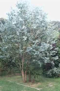 Big O Cold Hardy Eucalyptus Tree (Eucalyptus Neglecta) - 1 Gallon Pot -Flora Bloom Shop Eucalyptus Big O 5 500x750 6