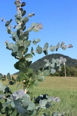 Big O Cold Hardy Eucalyptus Tree (Eucalyptus Neglecta) - 6 Pack Of 1 Gallon Pots -Flora Bloom Shop Eucalyptus Big O Cold 2 500x750 3