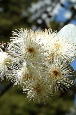 Bluey Cold Hardy Eucalyptus Tree (Eucalyptus Pulverulenta) - 2 Gallon Pot 16 Bluey Cold Hardy Eucalyptus Tree (Eucalyptus Pulverulenta) - 2 Gallon Pot -Flora Bloom Shop Eucalyptus Bluey 6 4