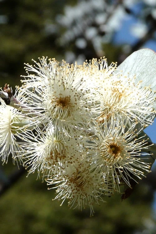 Bluey Cold Hardy Eucalyptus Tree (Eucalyptus Pulverulenta) - 2 Gallon Pot 8 Bluey Cold Hardy Eucalyptus Tree (Eucalyptus Pulverulenta) - 2 Gallon Pot - Image 8