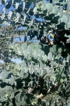 Bluey Cold Hardy Eucalyptus Tree (Eucalyptus Pulverulenta) - Quart Pot -Flora Bloom Shop Eucalyptus Bluey 8