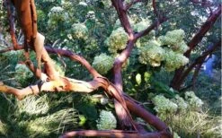 Funky Monkey Cold Hardy Eucalyptus Tree (Eucalyptus Parvula) - 1 Gallon Pot 11 Funky Monkey Cold Hardy Eucalyptus Tree (Eucalyptus Parvula) - 1 Gallon Pot -Flora Bloom Shop Eucalyptus Funky Monkey Branches 4