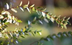 Funky Monkey Cold Hardy Eucalyptus Tree (Eucalyptus Parvula) - 2 Gallon Pot -Flora Bloom Shop Eucalyptus Funky Monkey Leaves