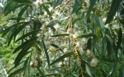 Funky Monkey Cold Hardy Eucalyptus Tree (Eucalyptus Parvula) - 2 Gallon Pot -Flora Bloom Shop Eucalyptus Funky Monkey Leaves Mature