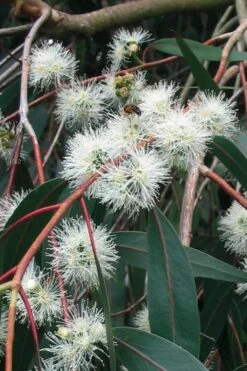 Jersey Girl Cold Hardy Eucalyptus Tree (Eucalyptus Macarthurii) - 6 Pack Of 1 Gallon Pots -Flora Bloom Shop Eucalyptus Jersey Girl 1 1