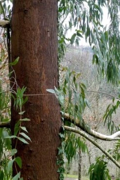 Jersey Girl Cold Hardy Eucalyptus Tree (Eucalyptus Macarthurii) - 3 Quart Pot -Flora Bloom Shop Eucalyptus Jersey Girl 2