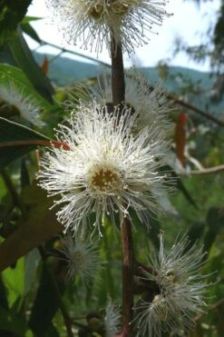Jersey Girl Cold Hardy Eucalyptus Tree (Eucalyptus Macarthurii) - 3 Quart Pot -Flora Bloom Shop Eucalyptus Jersey Girl 4