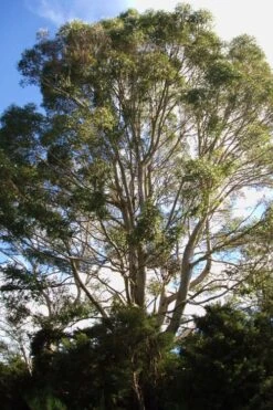 Jersey Girl Cold Hardy Eucalyptus Tree (Eucalyptus Macarthurii) - 6 Pack Of 1 Gallon Pots -Flora Bloom Shop Eucalyptus Jersey Girl 6 1