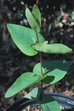 Jersey Girl Cold Hardy Eucalyptus Tree (Eucalyptus Macarthurii) - 3 Quart Pot -Flora Bloom Shop Eucalyptus Jersey Girl 7