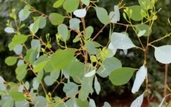 Lucky Country Cold Hardy Eucalyptus Tree (Eucalyptus Camphora) - 5 Gallon Pot -Flora Bloom Shop Eucalyptus Lucky Country 1
