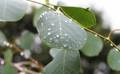 Lucky Country Cold Hardy Eucalyptus Tree (Eucalyptus Camphora) - 5 Gallon Pot -Flora Bloom Shop Eucalyptus Lucky Country 2