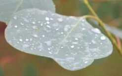 Lucky Country Cold Hardy Eucalyptus Tree (Eucalyptus Camphora) - 5 Gallon Pot -Flora Bloom Shop Eucalyptus Lucky Country 3