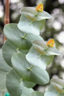 Luna Cold Hardy Eucalyptus Tree (Eucalyptus Perriniana) - Quart Pot -Flora Bloom Shop Eucalyptus Luna 1
