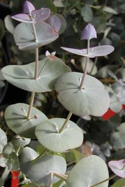 Luna Cold Hardy Eucalyptus Tree (Eucalyptus Perriniana) - Quart Pot -Flora Bloom Shop Eucalyptus Luna 13