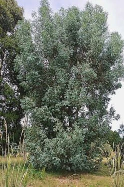 Luna Cold Hardy Eucalyptus Tree (Eucalyptus Perriniana) - Quart Pot -Flora Bloom Shop Eucalyptus Luna 5