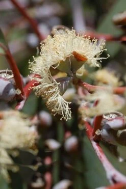 Luna Cold Hardy Eucalyptus Tree (Eucalyptus Perriniana) - Quart Pot -Flora Bloom Shop Eucalyptus Luna 6