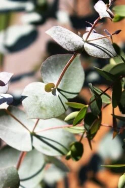 Maggie Cold Hardy Eucalyptus Tree (Eucalyptus Nova Anglica) - Quart Pot 11 Maggie Cold Hardy Eucalyptus Tree (Eucalyptus Nova Anglica) - Quart Pot -Flora Bloom Shop Eucalyptus Maggie 10