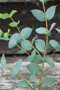 Sheila Cold Hardy Eucalyptus Tree (Eucalyptus Stellulata) - 1 Gallon Pot -Flora Bloom Shop Eucalyptus Sheila 2 3