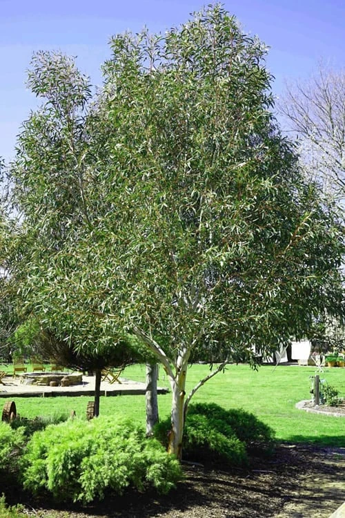 Snow Day Cold Hardy Eucalyptus Tree (Eucalyptus Gregsoniana) - Quart Pot 4 Snow Day Cold Hardy Eucalyptus Tree (Eucalyptus Gregsoniana) - Quart Pot - Image 4