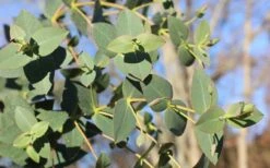 Cab Sav Cold Hardy Eucalyptus Tree (Eucalyptus Rubida) - 1 Gallon Pot -Flora Bloom Shop Eucalyptus Tree Cab Sav Rubida 2