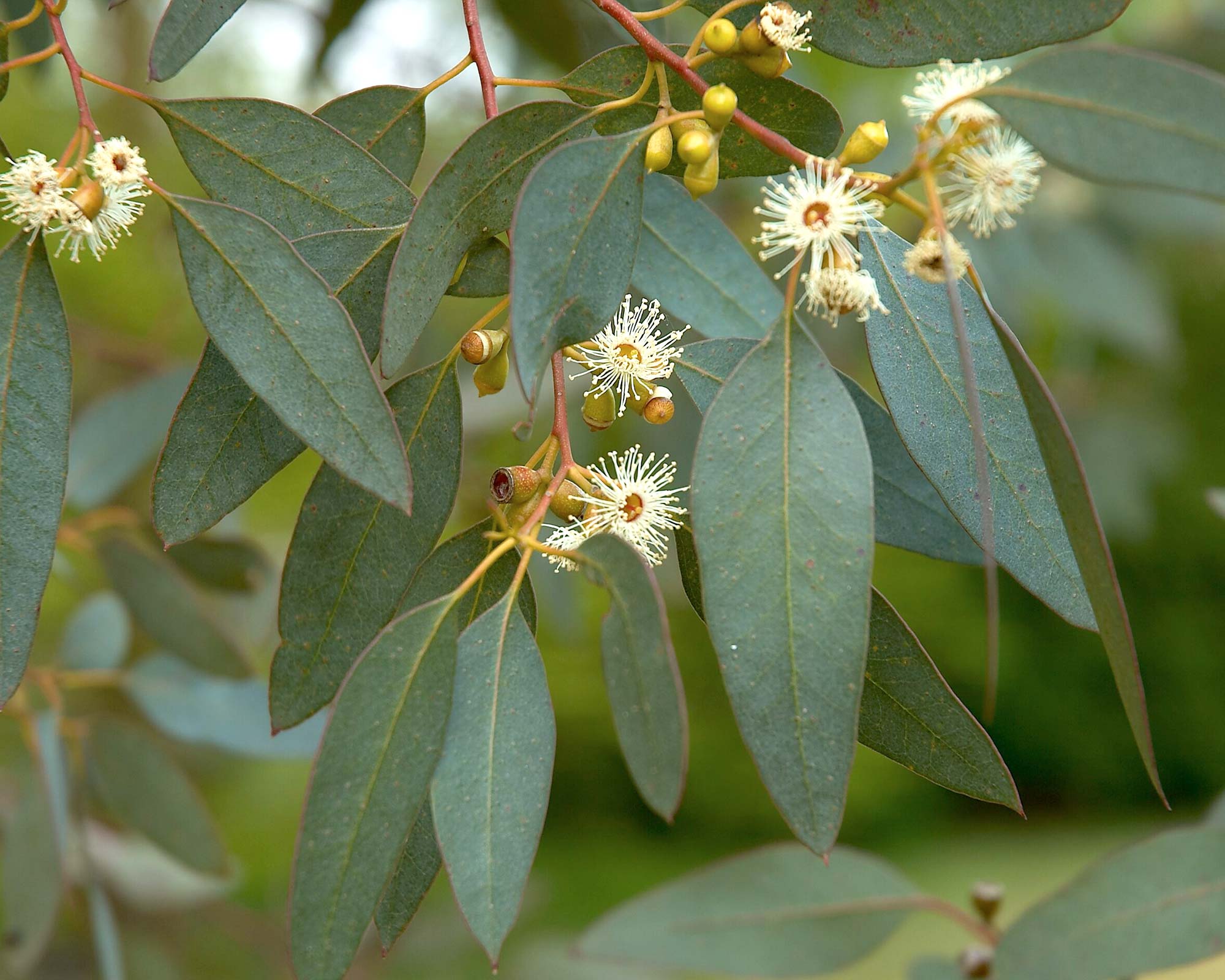 Flora Bloom Shop -Flora Bloom Shop Eucalyptus gunni flowers Wouter Hagens
