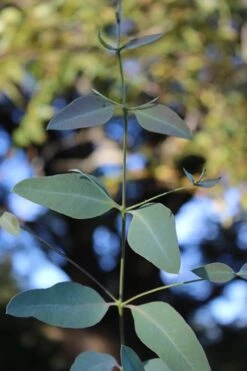 Grace Cold Hardy Eucalyptus Tree (Eucalyptus Elliptica) - 1 Gallon Pot 9 Grace Cold Hardy Eucalyptus Tree (Eucalyptus Elliptica) - 1 Gallon Pot -Flora Bloom Shop Eucalytptus Grace BS